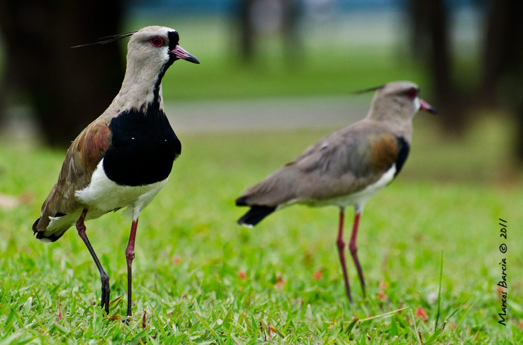 A elegância dos quero-queros