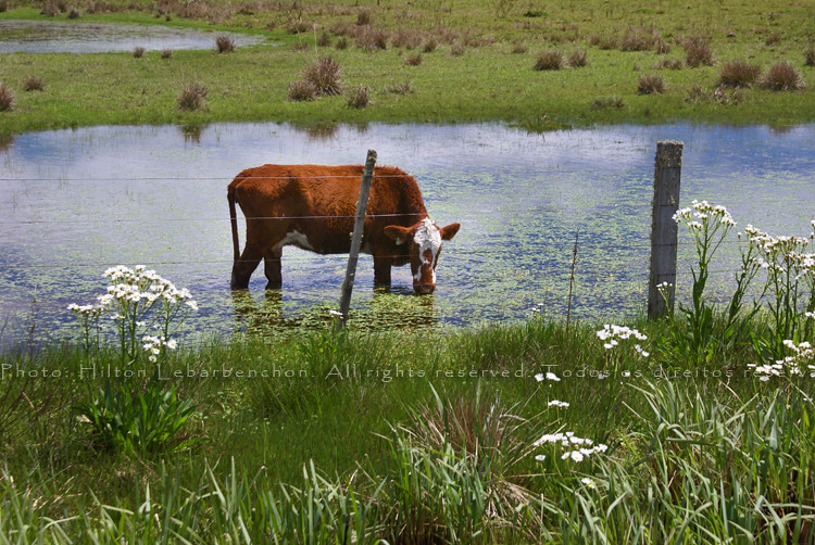 Nos meus pastos, a bela vaca Cal